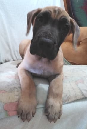Patina Rebel Jan 2021 Pup 7 F Boy, photo 2