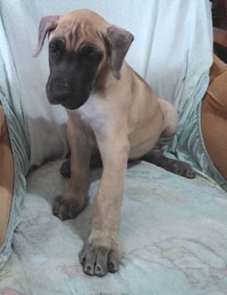 Patina Rebel Jan 2021 Pup 7 F Boy, photo 3