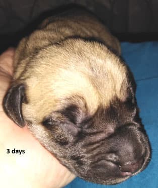Patina Rebel Jan 2021 Pup 7 F Boy, photo 58