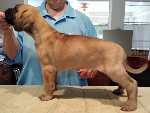 Patina Rebel Jan 2021 Pup 7 F Boy, photo 24