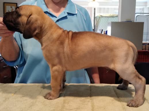 Patina Rebel Jan 2021 Pup 7 F Boy, photo 25