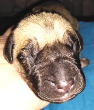Patina Rebel Jan 2021 Pup 7 F Boy, photo 59