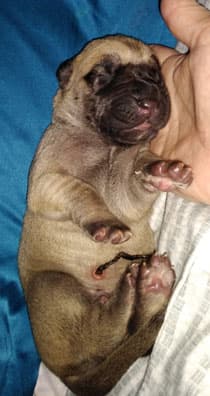 Patina Rebel Jan 2021 Pup 7 F Boy, photo 60