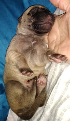 Patina Rebel Jan 2021 Pup 7 F Boy, photo 61