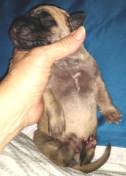 Patina Rebel Jan 2021 Pup 7 F Boy, photo 62
