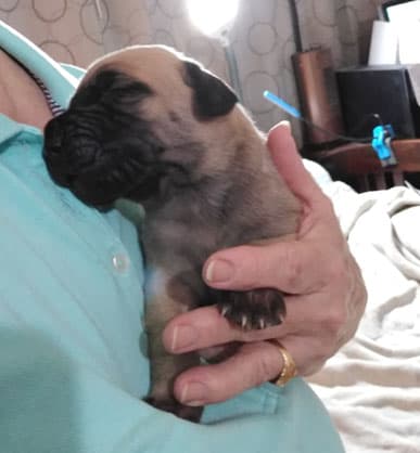Patina Rebel Jan 2021 Pup 7 F Boy, photo 55