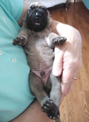Patina Rebel Jan 2021 Pup 7 F Boy, photo 56