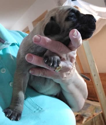 Patina Rebel Jan 2021 Pup 7 F Boy, photo 57