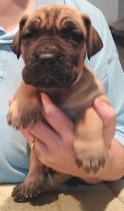 Patina Rebel Jan 2021 Pup 7 F Boy, photo 42