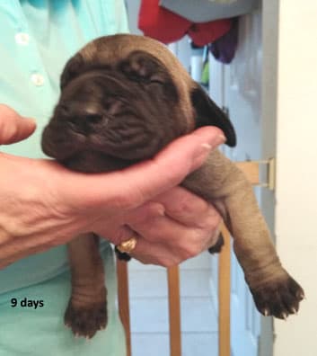 Patina Rebel Jan 2021 Pup 8 F Boy, photo 48