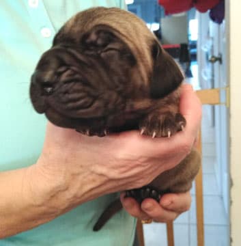 Patina Rebel Jan 2021 Pup 8 F Boy, photo 50