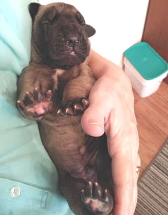 Patina Rebel Jan 2021 Pup 8 F Boy, photo 51