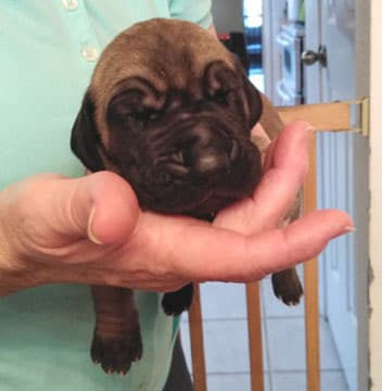 Patina Rebel Jan 2021 Pup 8 F Boy, photo 52