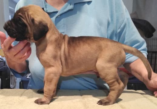 Patina Rebel Jan 2021 Pup 8 F Boy, photo 38