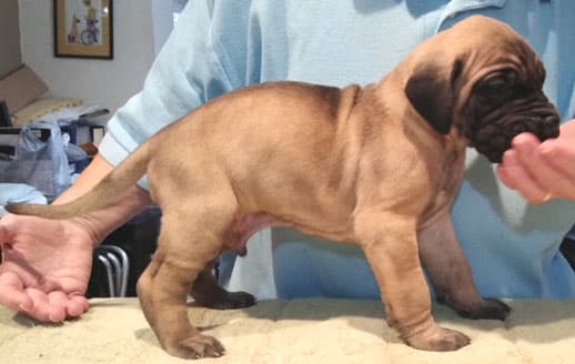 Patina Rebel Jan 2021 Pup 8 F Boy, photo 39