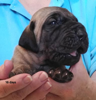 Patina Rebel Jan 2021 Pup 8 F Boy, photo 41