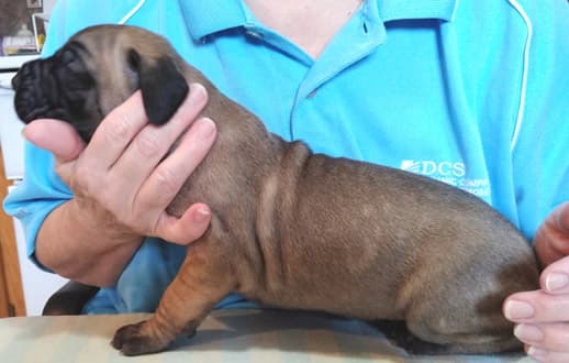 Patina Rebel Jan 2021 Pup 8 F Boy, photo 42