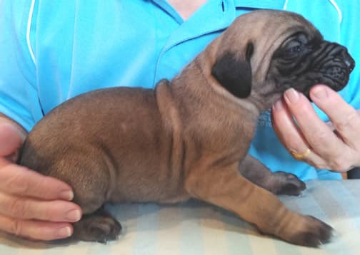 Patina Rebel Jan 2021 Pup 8 F Boy, photo 44