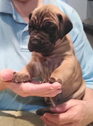 Patina Rebel Jan 2021 Pup 8 F Boy, photo 37