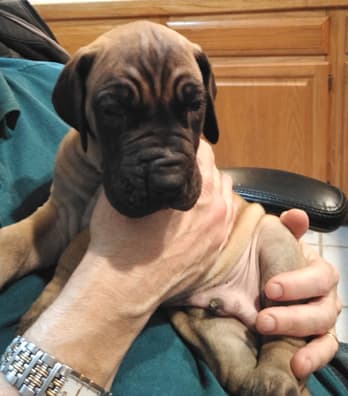 Patina Rebel Jan 2021 Pup 8 F Boy, photo 28
