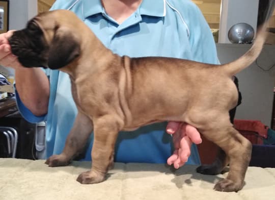 Patina Rebel Jan 2021 Pup 8 F Boy, photo 29