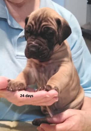 Patina Rebel Jan 2021 Pup 8 F Boy, photo 31