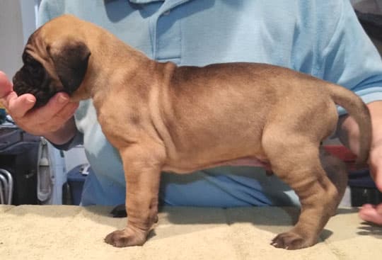 Patina Rebel Jan 2021 Pup 8 F Boy, photo 32