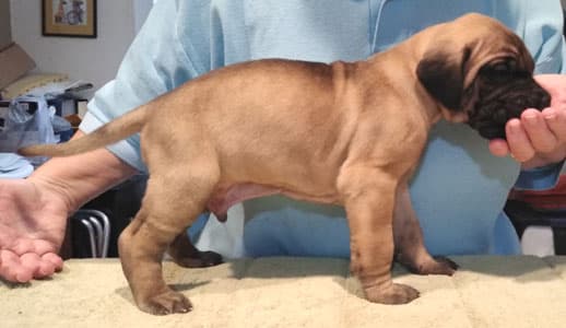 Patina Rebel Jan 2021 Pup 8 F Boy, photo 33