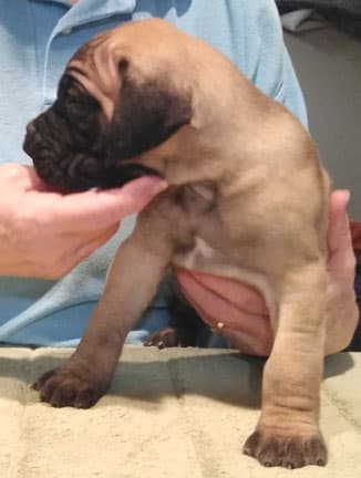 Patina Rebel Jan 2021 Pup 8 F Boy, photo 34