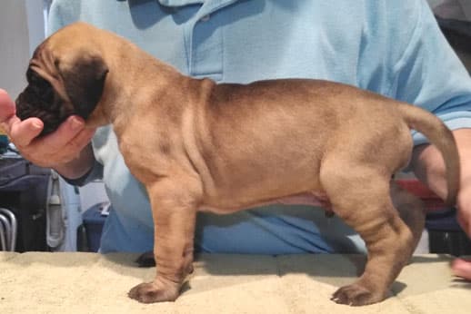 Patina Rebel Jan 2021 Pup 8 F Boy, photo 35