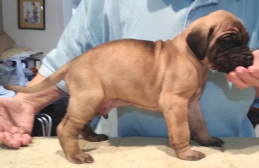 Patina Rebel Jan 2021 Pup 8 F Boy, photo 36