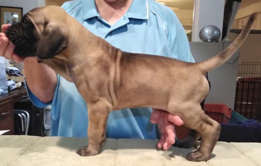 Patina Rebel Jan 2021 Pup 8 F Boy, photo 27