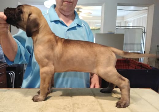 Patina Rebel Jan 2021 Pup 8 F Boy, photo 20