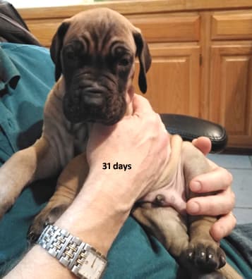 Patina Rebel Jan 2021 Pup 8 F Boy, photo 21