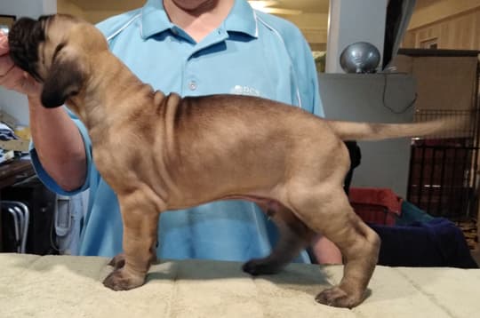 Patina Rebel Jan 2021 Pup 8 F Boy, photo 22