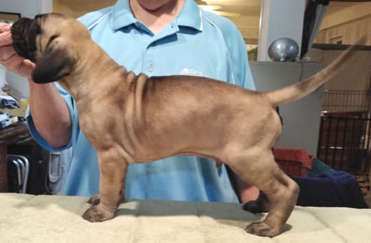 Patina Rebel Jan 2021 Pup 8 F Boy, photo 23