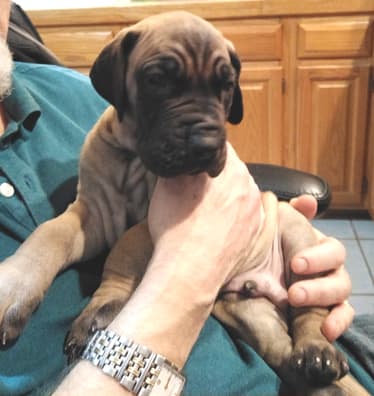 Patina Rebel Jan 2021 Pup 8 F Boy, photo 24
