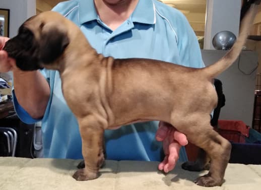 Patina Rebel Jan 2021 Pup 8 F Boy, photo 25