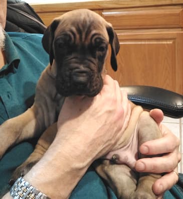 Patina Rebel Jan 2021 Pup 8 F Boy, photo 26