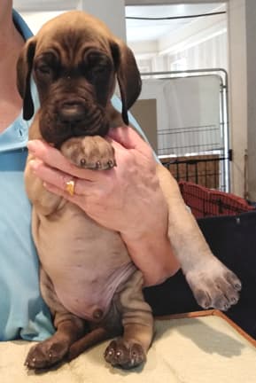 Patina Rebel Jan 2021 Pup 8 F Boy, photo 19