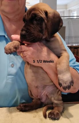 Patina Rebel Jan 2021 Pup 8 F Boy, photo 13