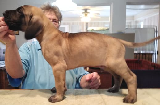 Patina Rebel Jan 2021 Pup 8 F Boy, photo 14