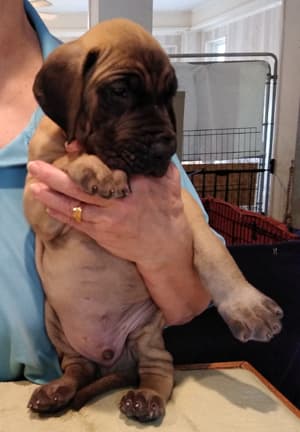 Patina Rebel Jan 2021 Pup 8 F Boy, photo 15