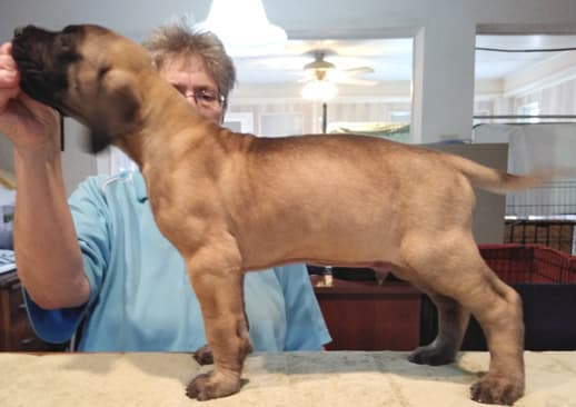 Patina Rebel Jan 2021 Pup 8 F Boy, photo 16