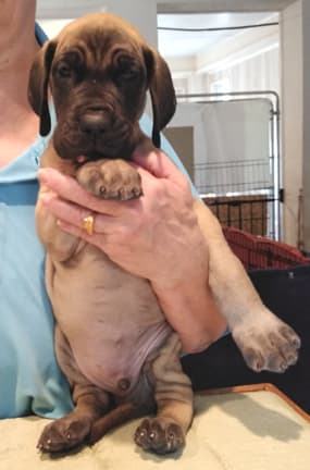 Patina Rebel Jan 2021 Pup 8 F Boy, photo 17