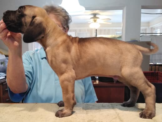 Patina Rebel Jan 2021 Pup 8 F Boy, photo 18