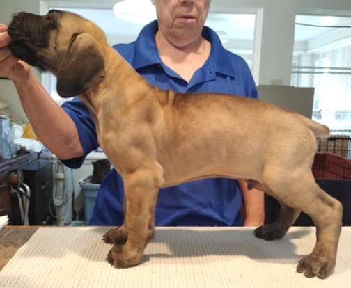 Patina Rebel Jan 2021 Pup 8 F Boy, photo 12