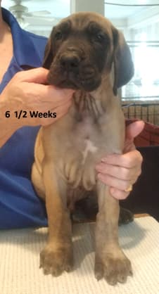 Patina Rebel Jan 2021 Pup 8 F Boy, photo 6