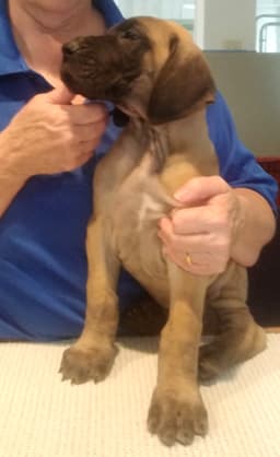Patina Rebel Jan 2021 Pup 8 F Boy, photo 7