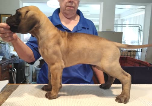 Patina Rebel Jan 2021 Pup 8 F Boy, photo 8